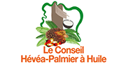 Conseil Hévéa Palmier à huile - Coco